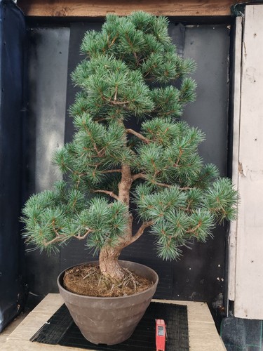 Bonsai pino pentaphilla - di, h