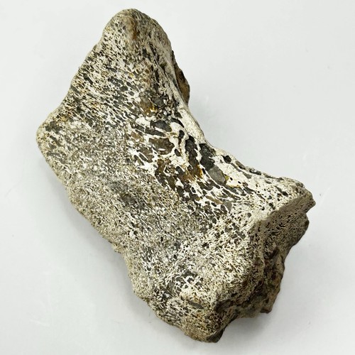 Tenontosaurus vertebra - tenontosaurus,