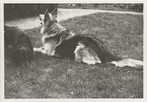 812 foto cane bassotto - -,