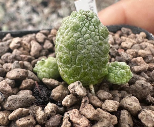 Pseudolithos caput vipera - pseudolithos, caput-vipera