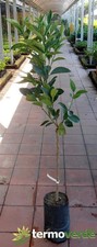 Albero arancio tarocco 2062 - albero,