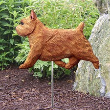 Norwich Terrier Outdoor