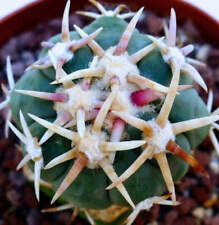 Echinocactus horizonthalonius