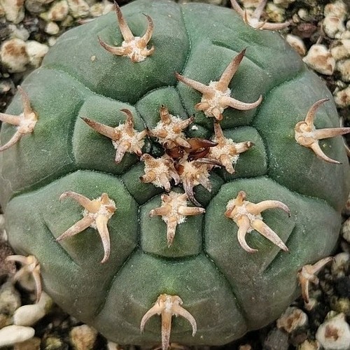 Gymnocalycium spegazzinii var
