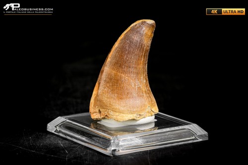Dente fossile mosasaurus - dente, di