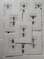 Stampe entomologiche vintage