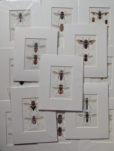 Stampe entomologiche vintage