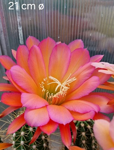 Trichocereus ibrido x - ,