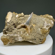 Splendido dente di squalo