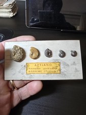 Ammoniti Pritizzate BARREME