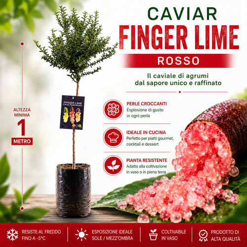 Pianta finger lime caviale - pianta, di