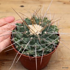 Thelocactus rinconensis vaso - thelocactus,
