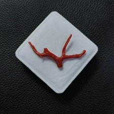 Ramo di corallo rosso naturale