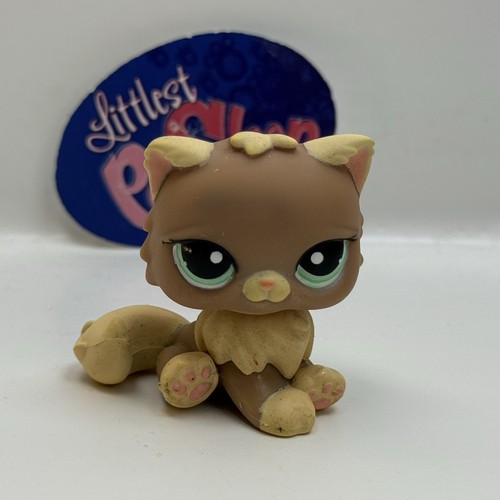 Gatto persiano 1063 - persiano, #1063