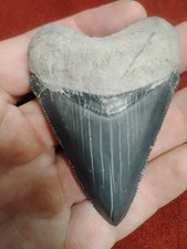 Dente di squalo megalodonte
