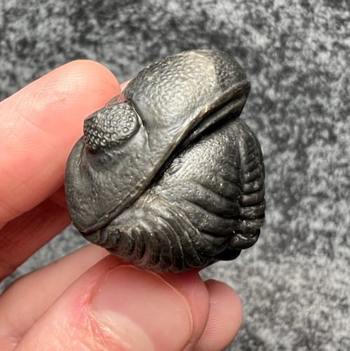 Beautiful moroccan trilobite - beautiful,