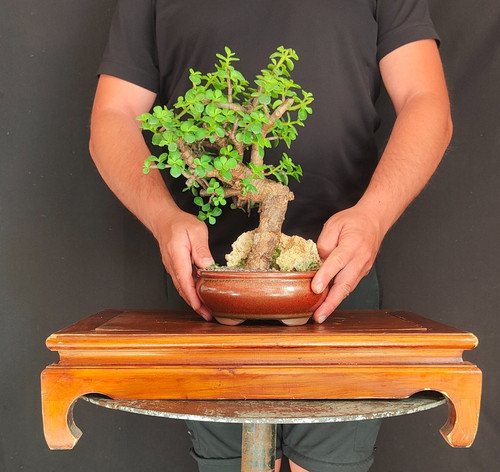 Bonsai shoin portulacaria - shoin, di