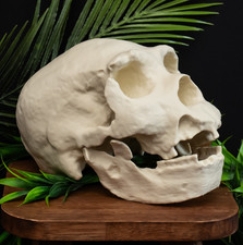 HOMO HEIDELBERGENSIS SKULL