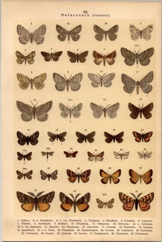 Lithographie schmetterlinge - -,