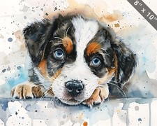 Australian Shepherd puppy with
