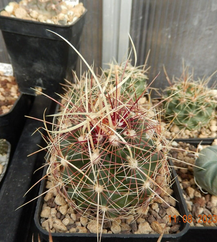 Semi thelocactus - 15,