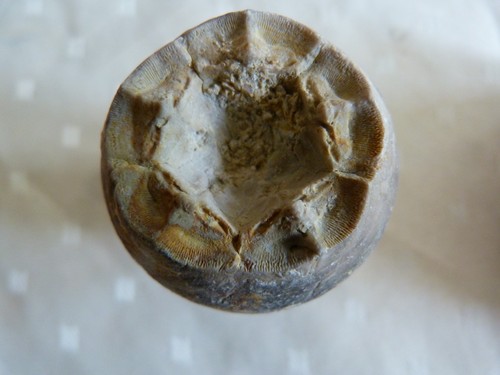 Rare calice crinoïde - calice, de
