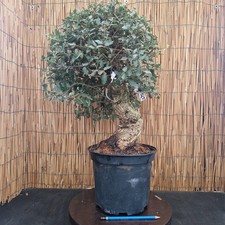 Bonsai di Quercia da Sughero h 46/65cm Visita il mio negozio!