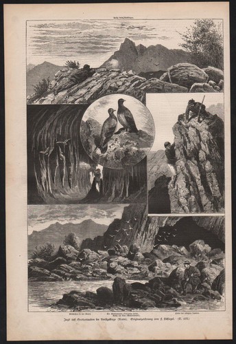 1885 caccia grottentauben - 1885,