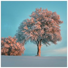 Pannello MDF-Tree in the