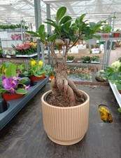 Bonsai Ficus Ginseng Microcarpa