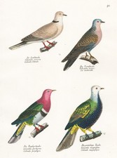 Colombacci Columbidae Piccione