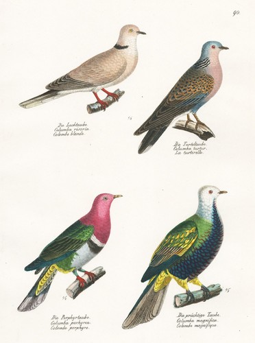 Colombacci columbidae piccione - colombacci,