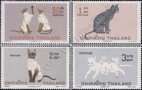 Gatti siamesi - , (mnh)