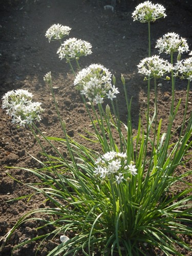 Aglio tagliato allium - aglio,