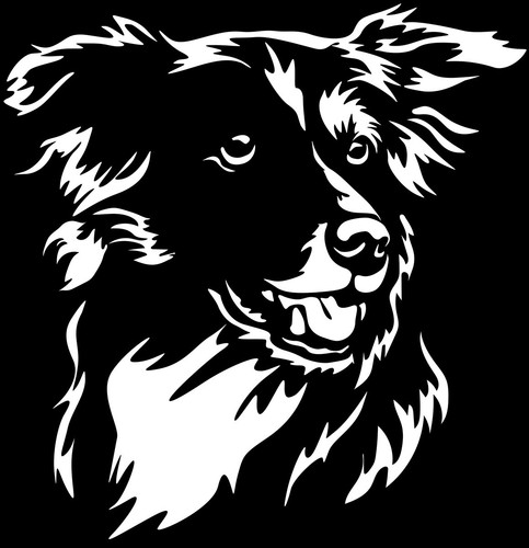 Adesivo border collie - border,