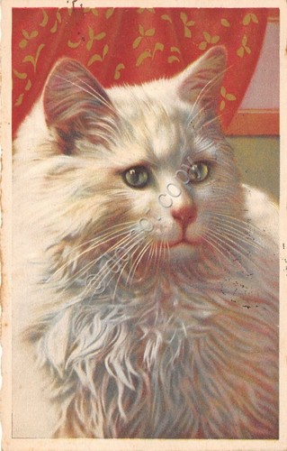 Cartolina postcard - cartolina,