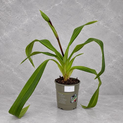 Rara orchidea phragmipedium - rara,