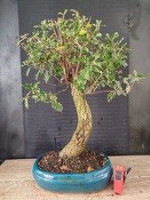 bonsai  quercia   h 50  cm