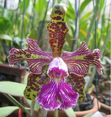 Cattleya schilleriana