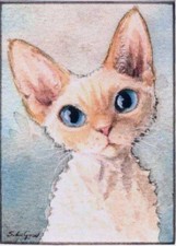 ACEO DEVON REX CAT MOUNTED