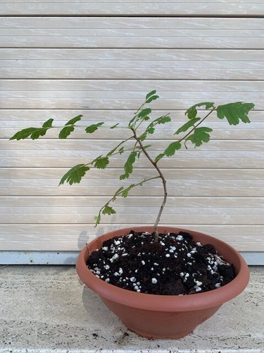 Pre bonsai albero - bonsai,