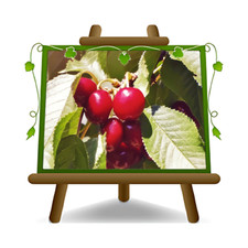 Ciliegio grossa pistoia - grossa,