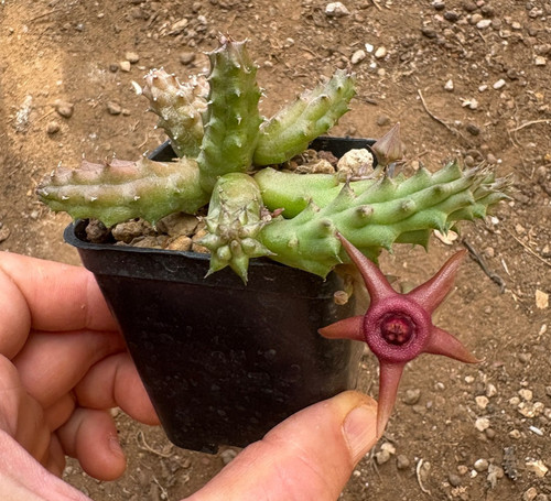 Duvalia caespitosa huernia - caespitosa,