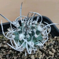 Turbinicarpus Schmiedich. Ssp