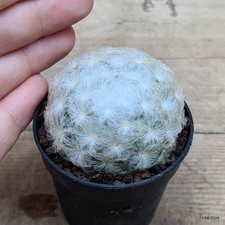 Mammillaria plumosa Vaso 5.5