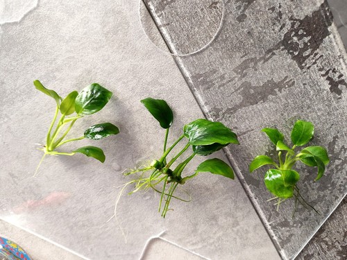 Anubias nana piante acquario - anubias,