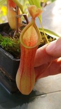 Nepenthes X Ventrata Carnivorous Plant 