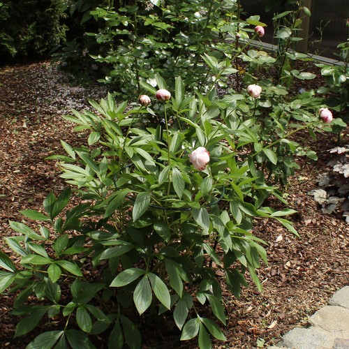 Peonia paeonia shirley temple - peonia,