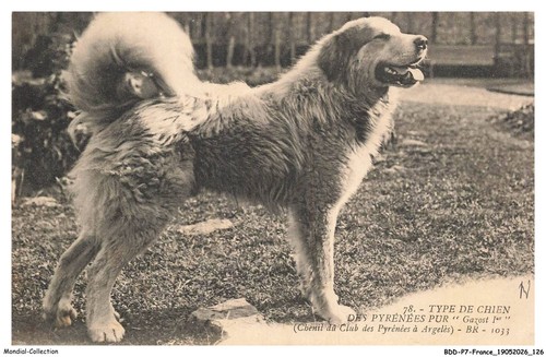 Bdd 0635 immagine - immagine, cane
