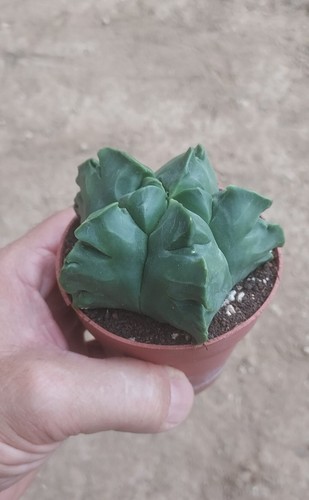 Astrophytum myriostigma kikko - myriostigma,